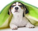 Animals Blanket Puppy