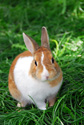 Animals Bunny