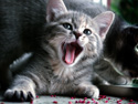 Animals Cat Meowing