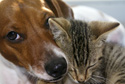 Animals Dog and Cat