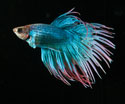 Animals Fish