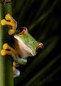 Animals Frog