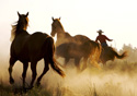 Animals Herding Horses