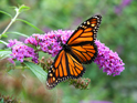 Animals Monarch Butterfly