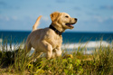 Animals Puppy Running