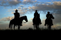 Animals Three Horses