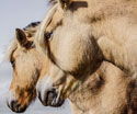 Animals Two Horses