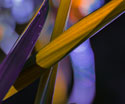 Art Grass