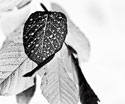 Art Leaves