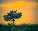 Art Small Tree
