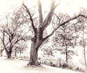 Art Tree