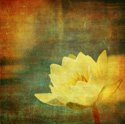 Floral Art Grunge Flower