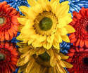 Floral Assorted Flowers