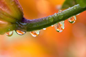 Floral Flower Stem