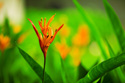 Floral Green Flower