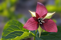 Floral Nature Flower