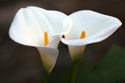 Floral Nature Lily