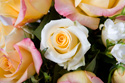 Floral Nature Rose
