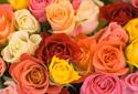 Floral Nature Roses