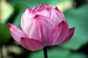 Floral Nature Waterlily