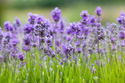 Floral Nature Wildflowers