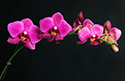 Floral Orchid Flower