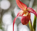 Floral Orchid