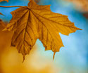 Nature Brown Leaf