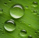 Nature Drops