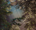 Nature Forest
