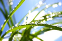 Nature Grass