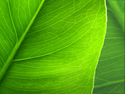 Nature Leaf Zoom