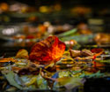 Nature Leaves and Water