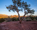 Nature Tree