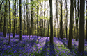 Serene Landscapes Forest