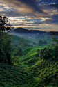 Serene Landscapes Wine Hills