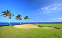 Sports Golf Palms