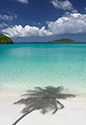 Tropical Landscapes Palm Shadow